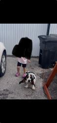 Reunited Male Dog last seen Myrtle Ave, Crosby, TX 77532