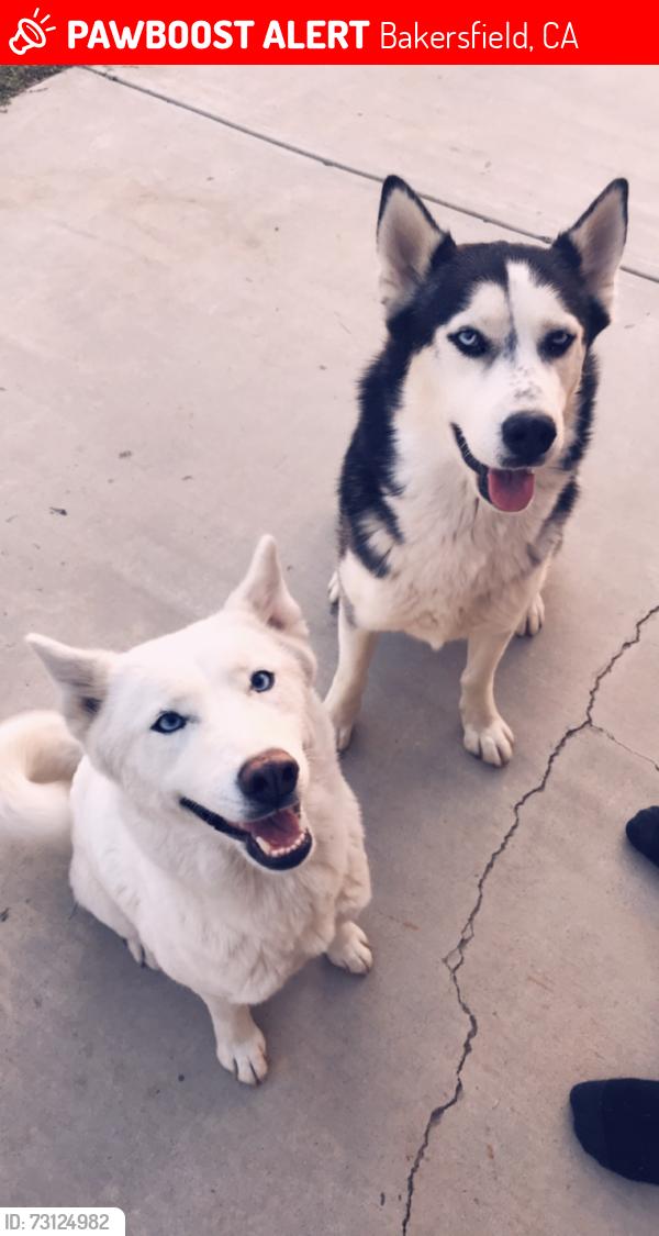 Lost Male Dog last seen Calloway, Bakersfield, CA 93312
