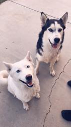 Lost Male Dog last seen Calloway, Bakersfield, CA 93312