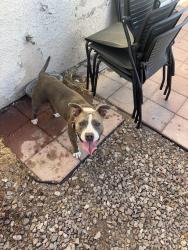 Found/Stray Female Dog last seen Wet lands park, Whitney, NV 89122