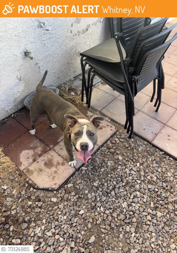 Found/Stray Female Dog last seen Wet lands park, Whitney, NV 89122