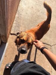 Lost Male Dog last seen Near blossomt st, Bakersfield, CA 93306