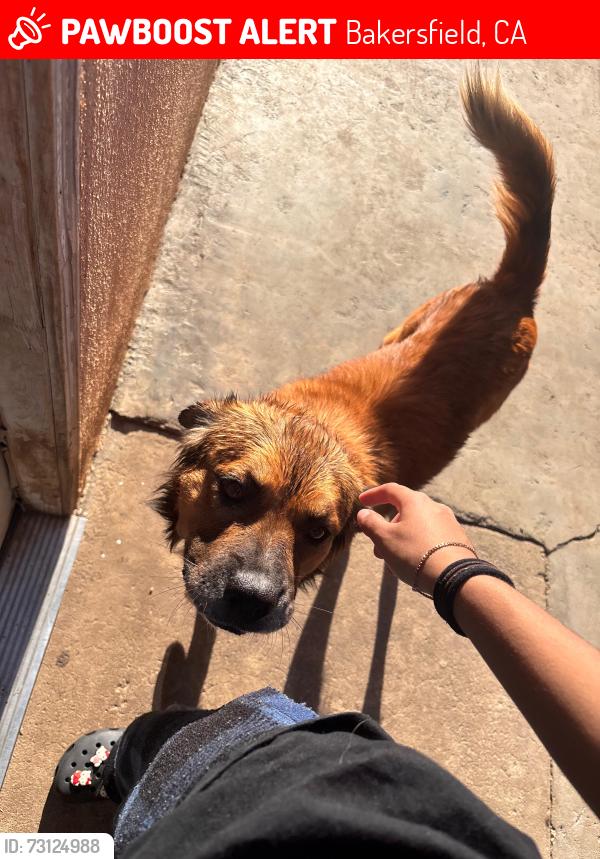 Lost Male Dog last seen Near blossomt st, Bakersfield, CA 93306