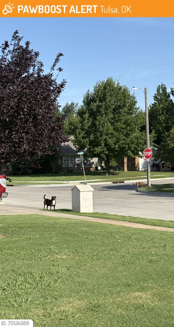 Found/Stray Unknown Dog last seen 36th and 141st, Tulsa, OK 74134