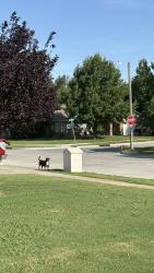 Found/Stray Unknown Dog last seen 36th and 141st, Tulsa, OK 74134