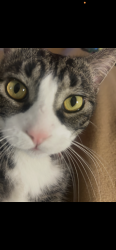 Lost Male Cat last seen Knott San Pablo, El Cerrito, CA 94530