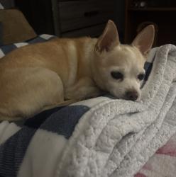 Reunited Male Dog last seen Near Settlers Inn Ct, Las Vegas, NV 89178, USA, Las Vegas, NV 89178