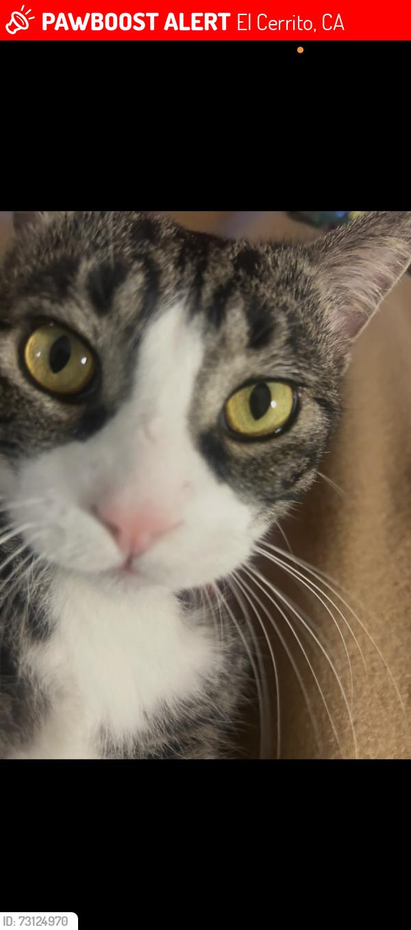 Lost Male Cat last seen Knott San Pablo, El Cerrito, CA 94530