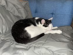 Lost Male Cat last seen Cahuenga Blvd & Whitnall Highway, Los Angeles, CA 91601