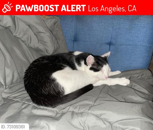 Lost Male Cat last seen Cahuenga Blvd & Whitnall Highway, Los Angeles, CA 91601