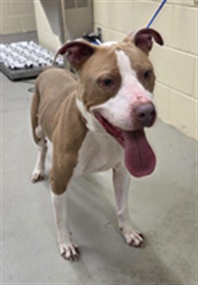 Shelter Stray Male Dog last seen , 232 Eslinger Way, Sanford, FL 32773, USA
