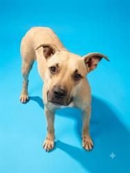 Shelter Stray Female Dog last seen Near BLOCK WILCOX ST, 2020 Forest St, Jacksonville, FL 32204, USA