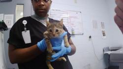 Shelter Stray Female Cat last seen CHARLOTTE, 8315 Byrum Dr, Charlotte, NC 28217, USA