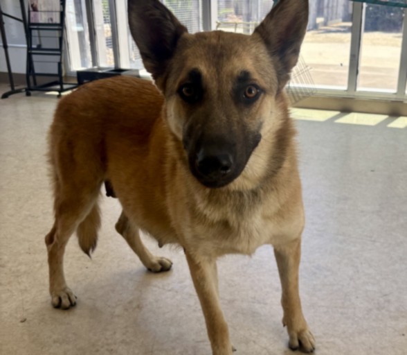 Shelter Stray Female Dog last seen , 957 N Gaffey St, San Pedro, CA 90731, USA