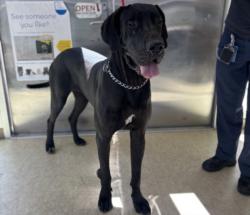 Shelter Stray Female Dog last seen , 957 N Gaffey St, San Pedro, CA 90731, USA