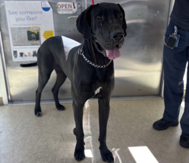 Shelter Stray Female Dog last seen , 957 N Gaffey St, San Pedro, CA 90731, USA