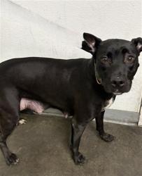 Shelter Stray Female Dog last seen , 1850 W 60th St, Los Angeles, CA 90047, USA