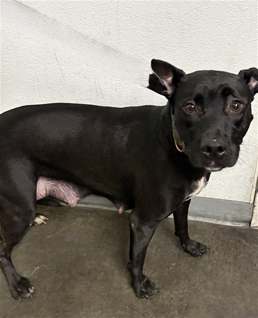 Shelter Stray Female Dog last seen , 1850 W 60th St, Los Angeles, CA 90047, USA