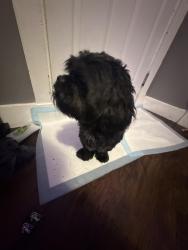 Found/Stray Male Dog last seen Briggs, Providence, RI 02905