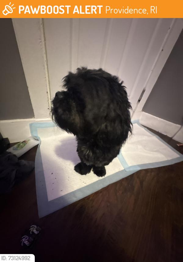 Found/Stray Male Dog last seen Briggs, Providence, RI 02905