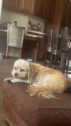 Reunited Female Dog last seen Desert Ave & Saddle, Gilbert, AZ 85233