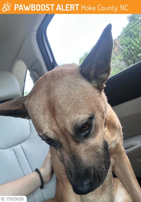 Found/Stray Female Dog last seen Raeford road, Hoke County, NC 28376