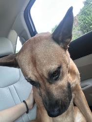 Found/Stray Female Dog last seen Raeford road, Hoke County, NC 28376