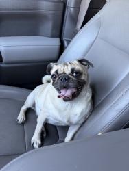 Reunited Female Dog last seen Near Las Vegas Blvd S, Las Vegas, NV 89109, USA, Las Vegas, NV 89109