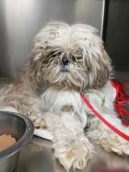 Reunited Male Dog last seen Old spring garden, DeLand, FL 32720