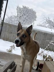 Reunited Female Dog last seen Lincoln heights police station, Lincoln Heights, OH 45215