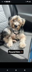 Reunited Male Dog last seen Near salsa con Fuego, The Bronx, NY 10463