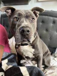 Reunited Male Dog last seen 103/Central, Los Angeles, CA 90002