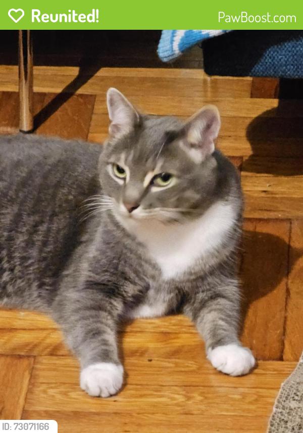 Reunited Male Cat last seen 28th Street & 3rd Avenue, New York, NY 10016