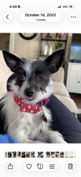 Lost Female Dog last seen Atlanta and !Bird 95125, San Jose, CA 95125