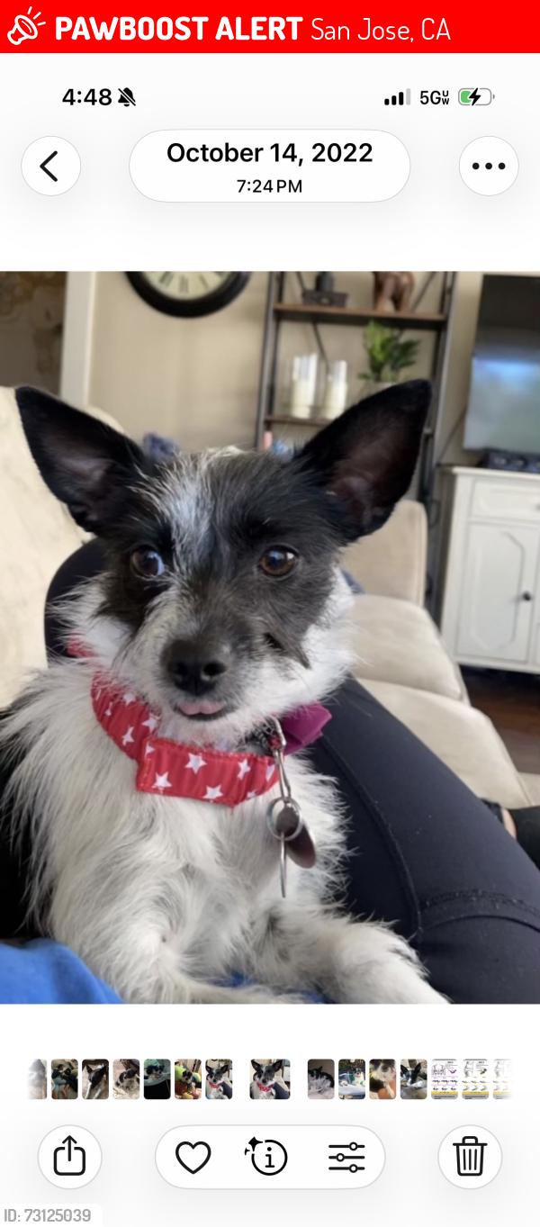Lost Female Dog last seen Atlanta and !Bird 95125, San Jose, CA 95125