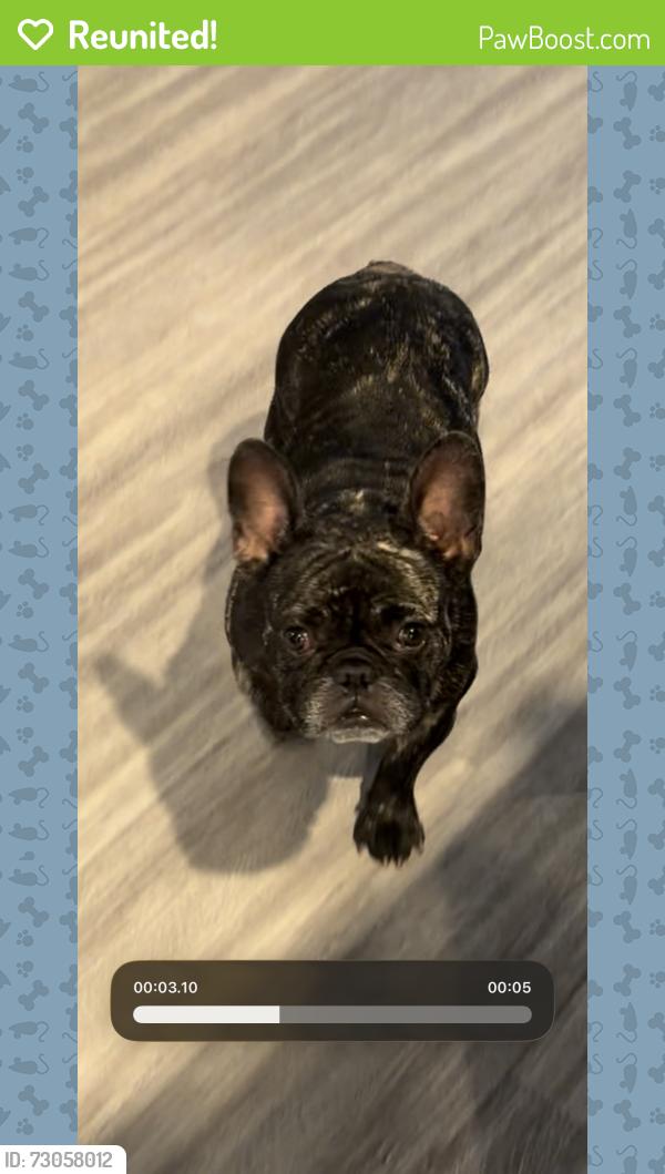 Reunited Female Dog last seen Saint Mary university, San Antonio, TX 78228