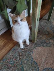 Reunited Male Cat last seen Avondale Drive and Winding Circle, Colorado Springs, CO 80915