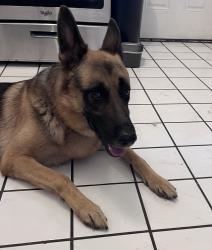 Reunited Male Dog last seen 9th avenue and Missouri, Phoenix, AZ 85013