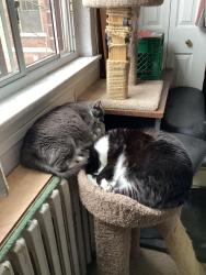 Lost Female Cat last seen Roncesvalles,High Park Blvd, Toronto, ON M6R 2M1