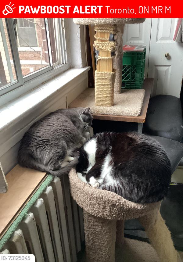 Lost Female Cat last seen Roncesvalles,High Park Blvd, Toronto, ON M6R 2M1