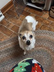 Reunited Female Dog last seen 39th Ave and 89th st, Kenosha, WI 53142