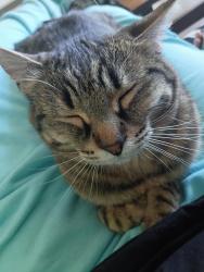 Lost Female Cat last seen Deschutes Market Road and Yeoman Rd, Bend, OR 97701