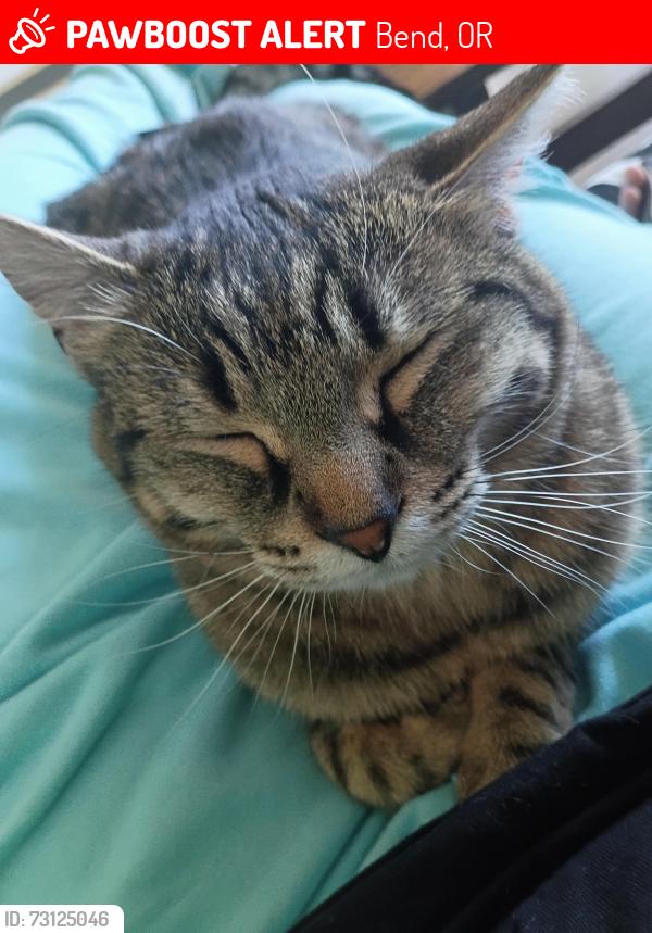 Lost Female Cat last seen Deschutes Market Road and Yeoman Rd, Bend, OR 97701