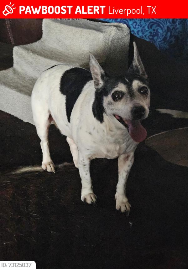 Lost Male Dog last seen County road 203 liverpool tx, Liverpool, TX 77577