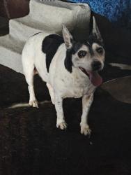 Lost Male Dog last seen County road 203 liverpool tx, Liverpool, TX 77577