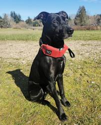 Reunited Male Dog last seen Jackson St and Sherman St NW, Olympia, WA 98502