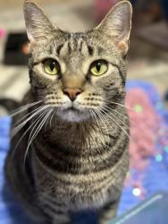 Reunited Male Cat last seen Fox hollow, Jasmine Estates, FL 34668