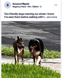 Reunited Unknown Dog last seen Mayfair, Macarthur High school, San Antonio, TX 78217
