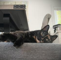 Reunited Female Cat last seen Albert Park, Calgary, AB T2A 0C6