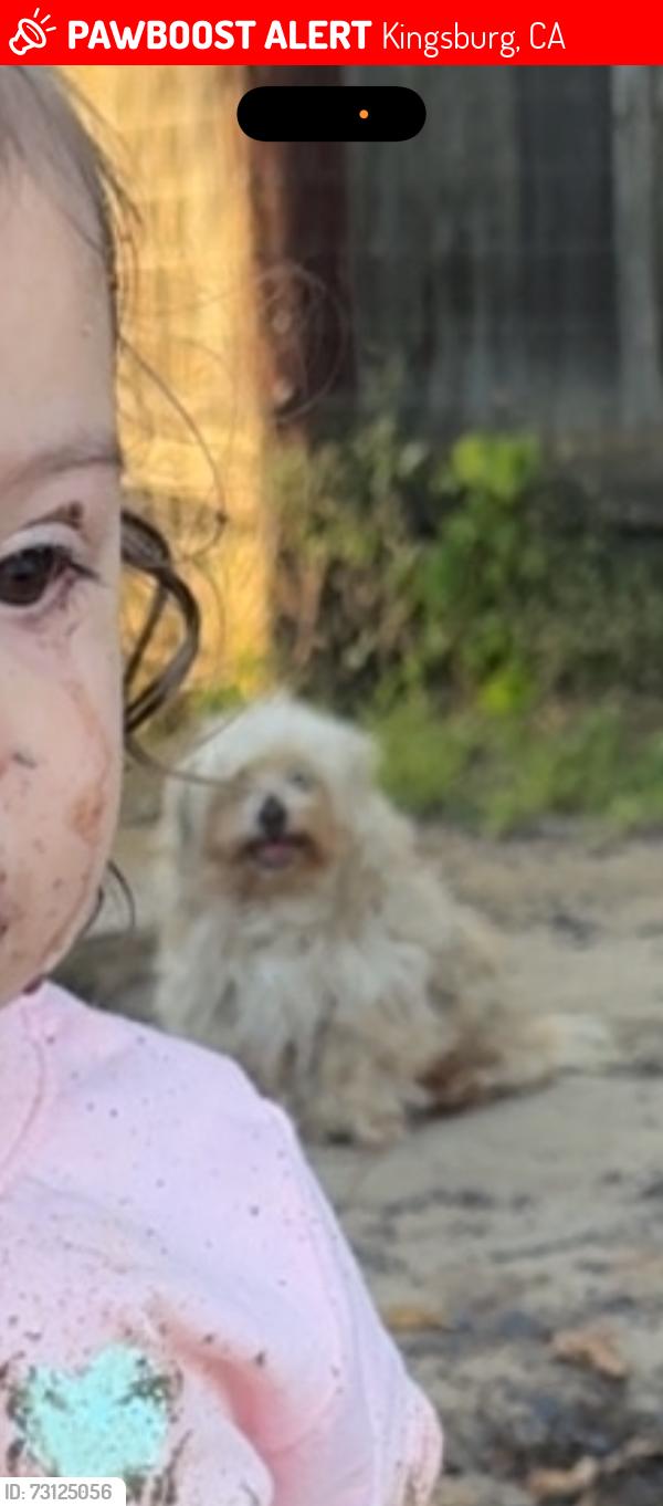Lost Female Dog last seen Rafer Johnson, Kingsburg, CA 93631